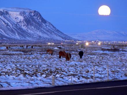 Image of Selfoss (town) Image of Selfoss (town)