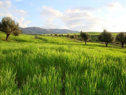 Hình ảnh về El Tarf Hình ảnh về El Tarf