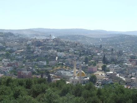 صورة اليامون صورة اليامون