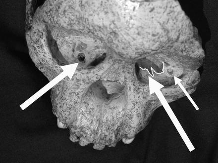 Image of Taung Image of Taung