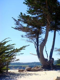 Slika Carmel-by-the-Sea Slika Carmel-by-the-Sea