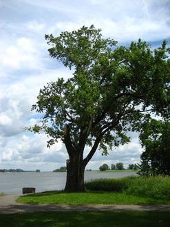 Image of Pointe-aux-Trembles Image of Pointe-aux-Trembles