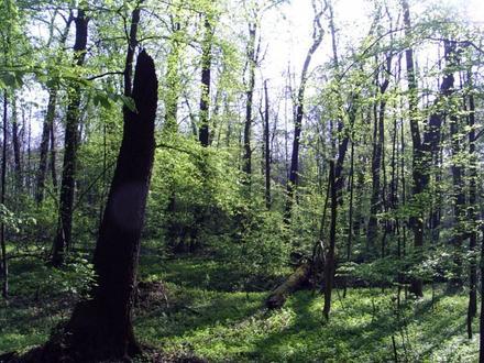 Zdjęcie dla: Bielany (Warszawa) Zdjęcie dla: Bielany (Warszawa)