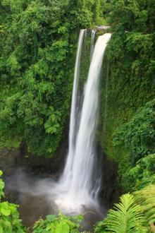 Image of Lotofaga Image of Lotofaga